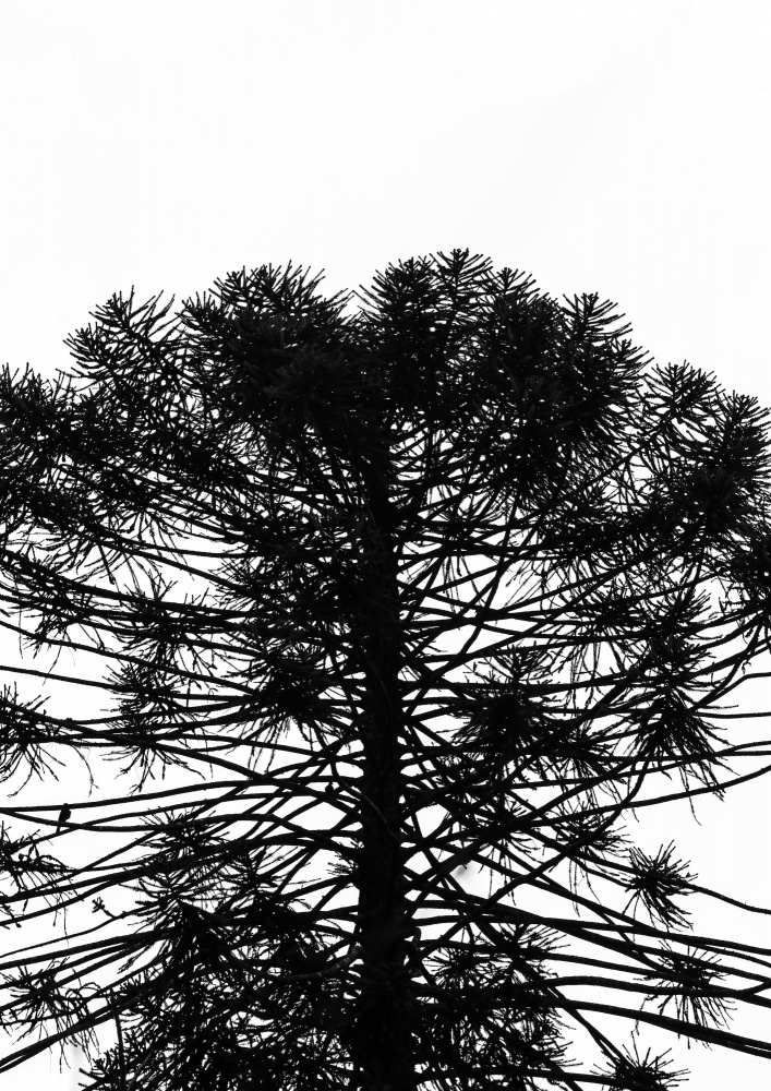 Monkey Puzzle von Shot by Clint