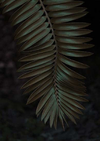 Cycad