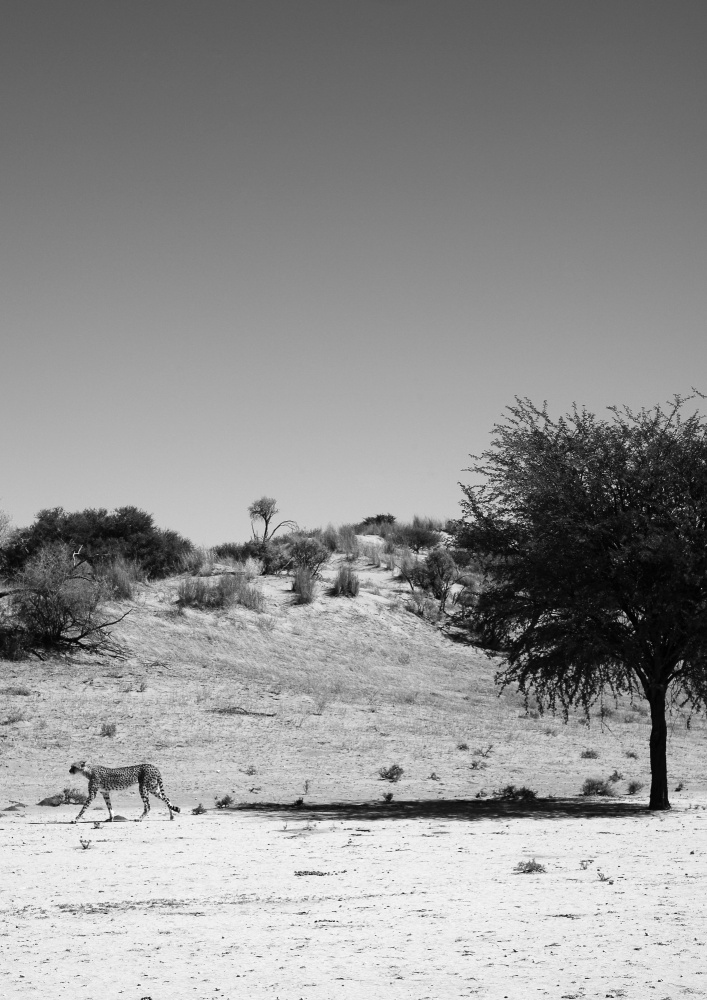 Loner von Shot by Clint