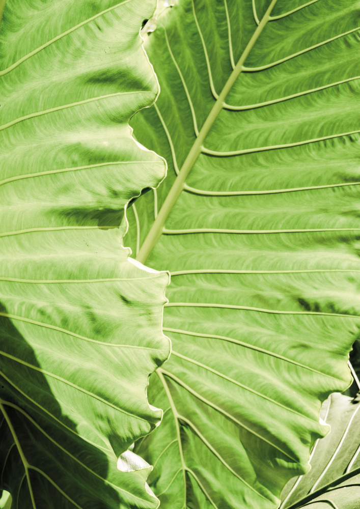 Elephants Ears von Shot by Clint