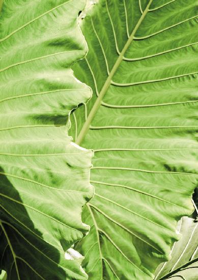 Elephants Ears