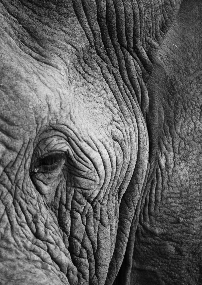 Elephant Study von Shot by Clint