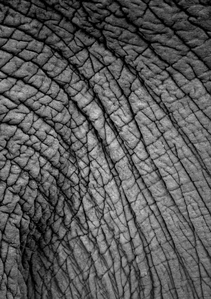 Elephant Study No2 von Shot by Clint