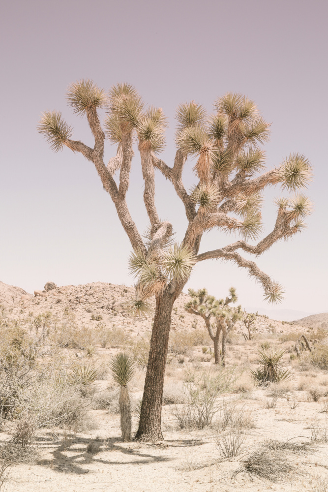 Joshua Tree von Shot by Clint