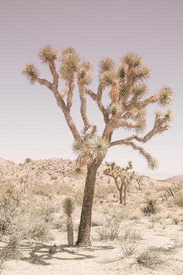 Joshua Tree