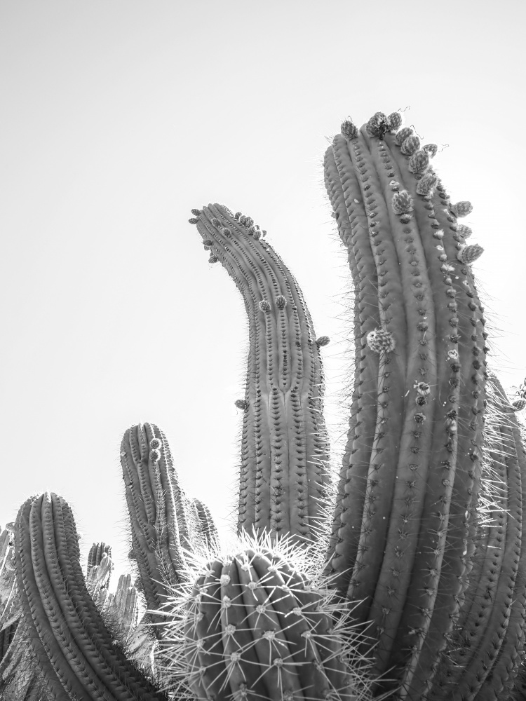 Cactus von Shot by Clint