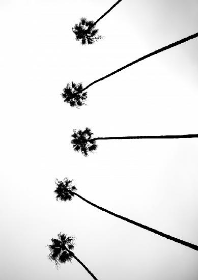 Cali Cathedrals 06