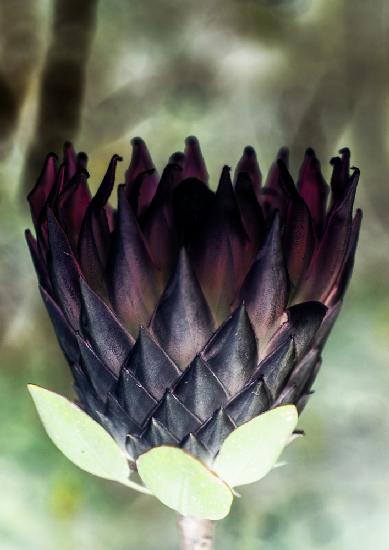 King Protea 01