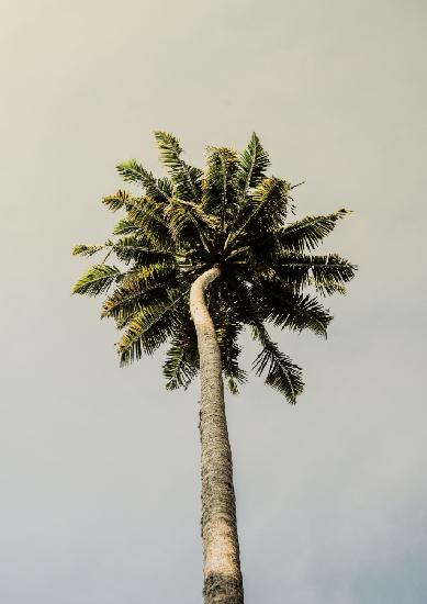 King Palm