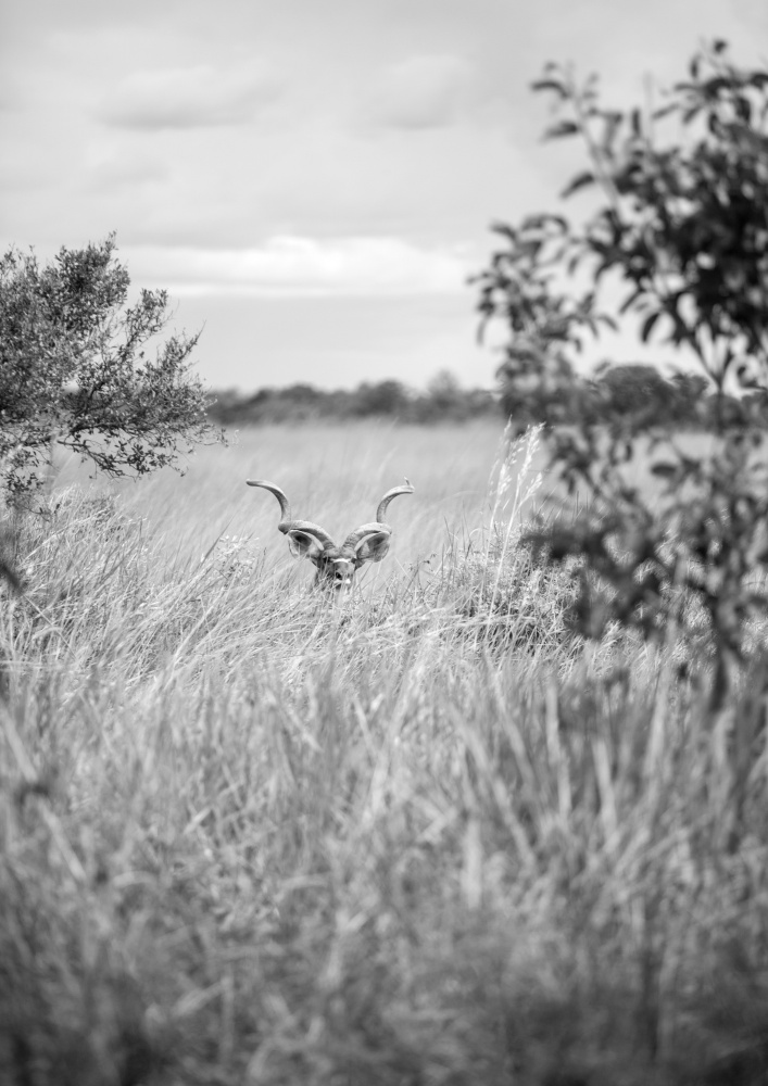 Kudu von Shot by Clint