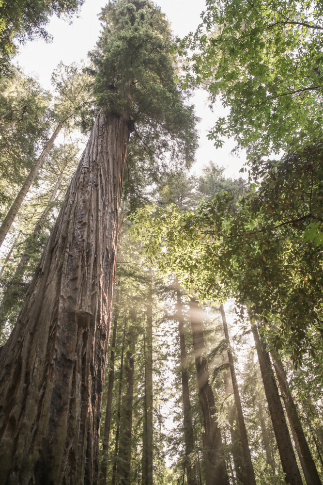 Redwoods von Shot by Clint