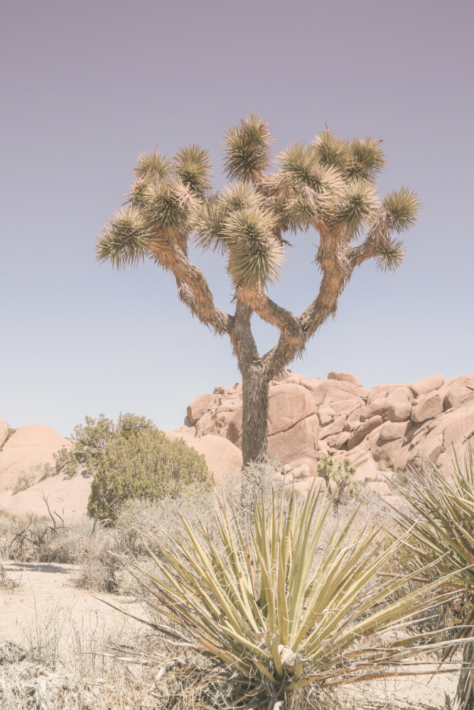 Mojave Desert von Shot by Clint