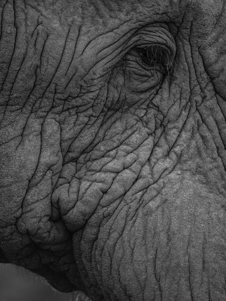 Olifant 01 von Shot by Clint