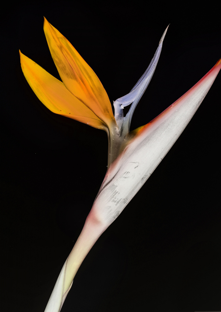 Bird of Paradise von Shot by Clint