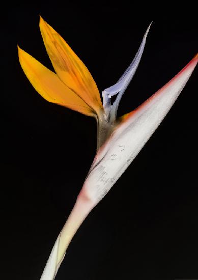 Bird of Paradise