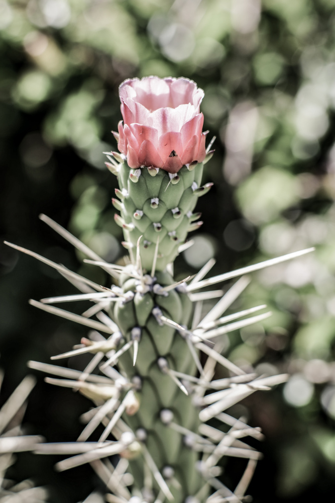 Pink Desert Bloom von Shot by Clint