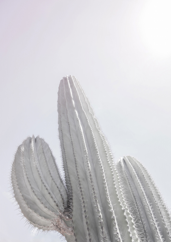 Saguaro Gk 09 von Shot by Clint