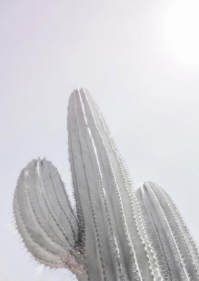 Saguaro Gk 09