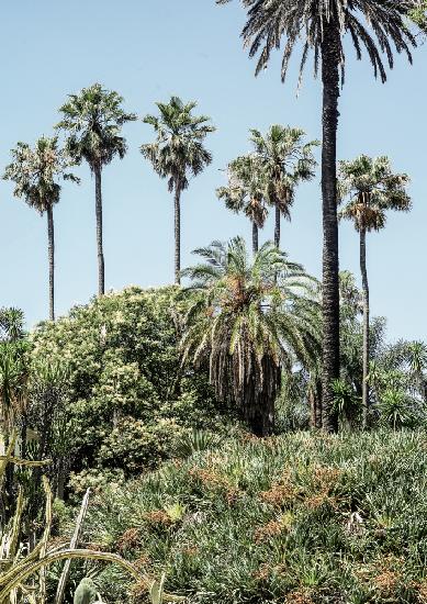 Collectors Garden