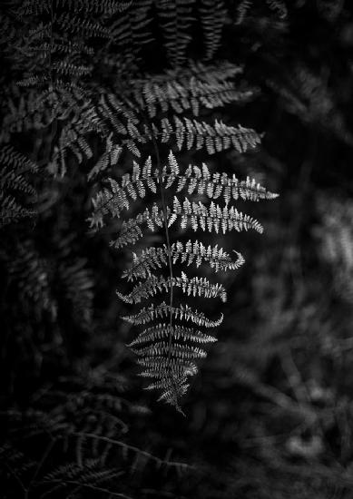 Silver Fern