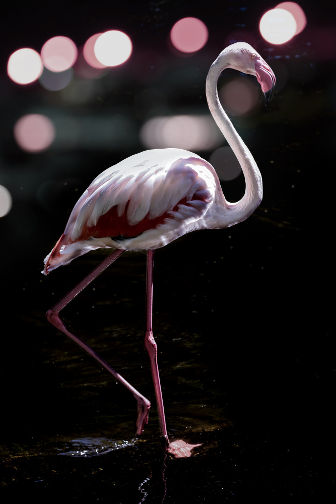 Dancing Flamingo von Shot by Clint