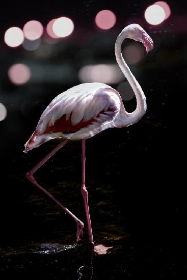 Dancing Flamingo