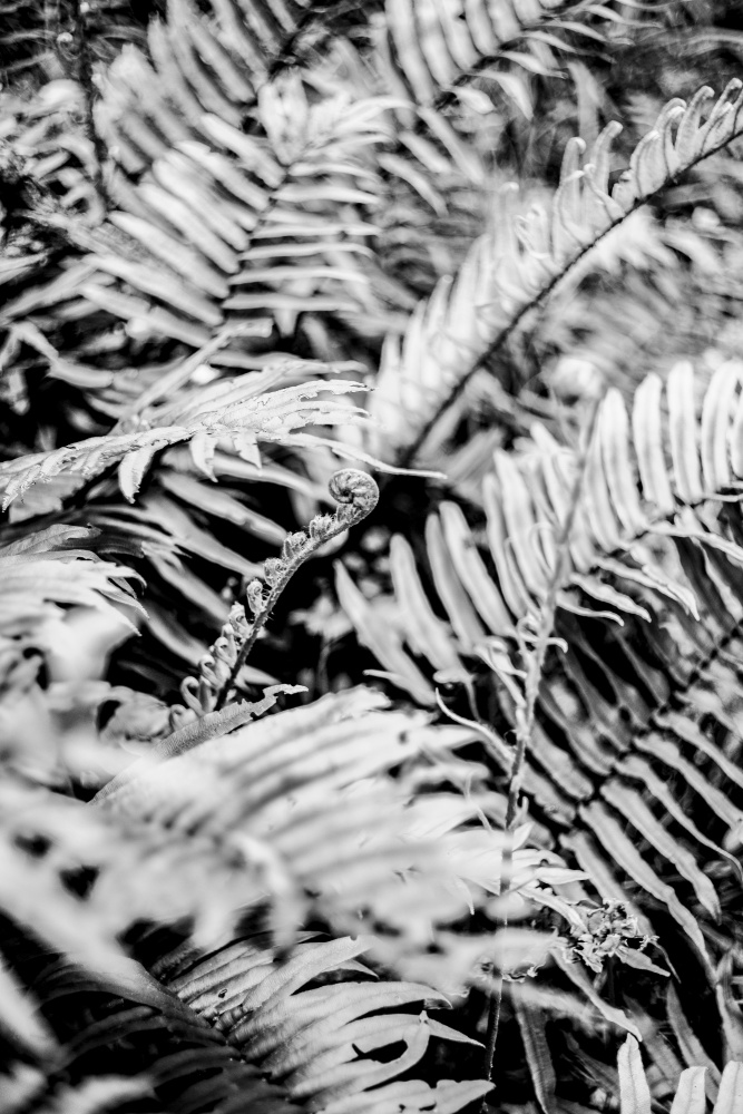 Forest Fern von Shot by Clint