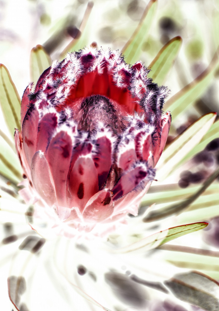 Wild Protea von Shot by Clint