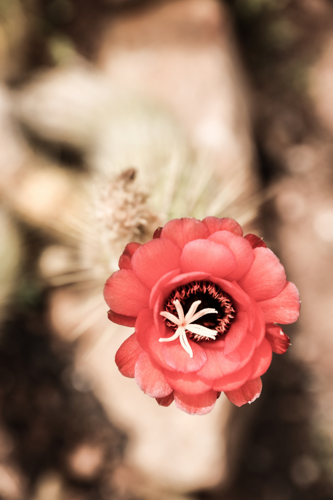 Desert Bloom von Shot by Clint