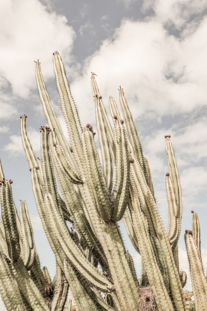 Desert Cathedral von Shot by Clint