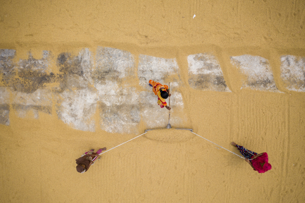 In the old System,The workers are working to dry the paddy in the sun von Shukonna Ahmed Lipi