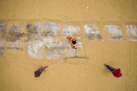 In the old System,The workers are working to dry the paddy in the sun