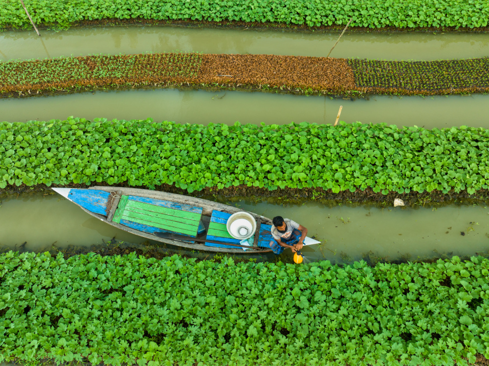 Care of floating Vegetable seedlings von Shukonna Ahmed Lipi