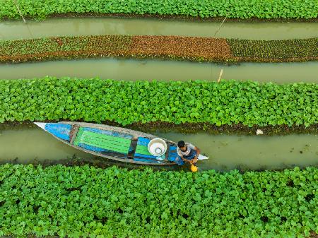 Care of floating Vegetable seedlings