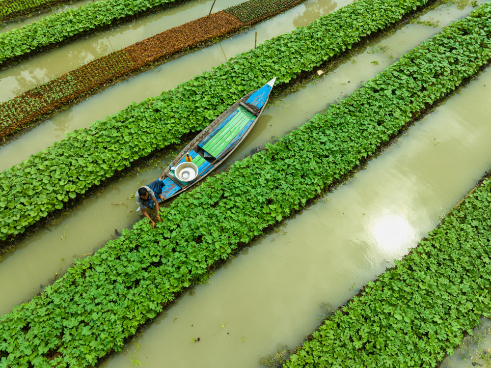 Care of floating Vegetable seedlings von Shukonna Ahmed Lipi