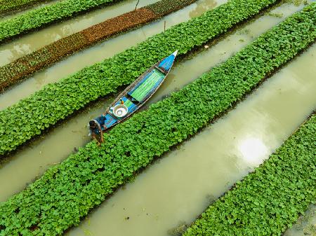 Care of floating Vegetable seedlings