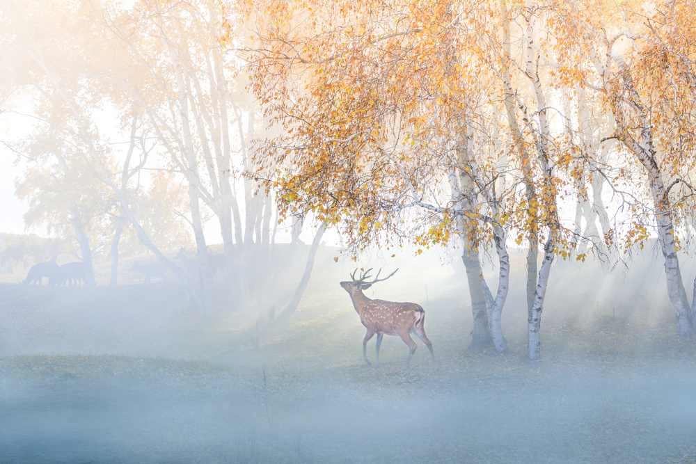 Elk Lost in Mist von Simoon