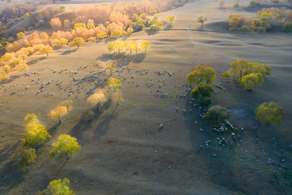 Grazing gheep von Simoon