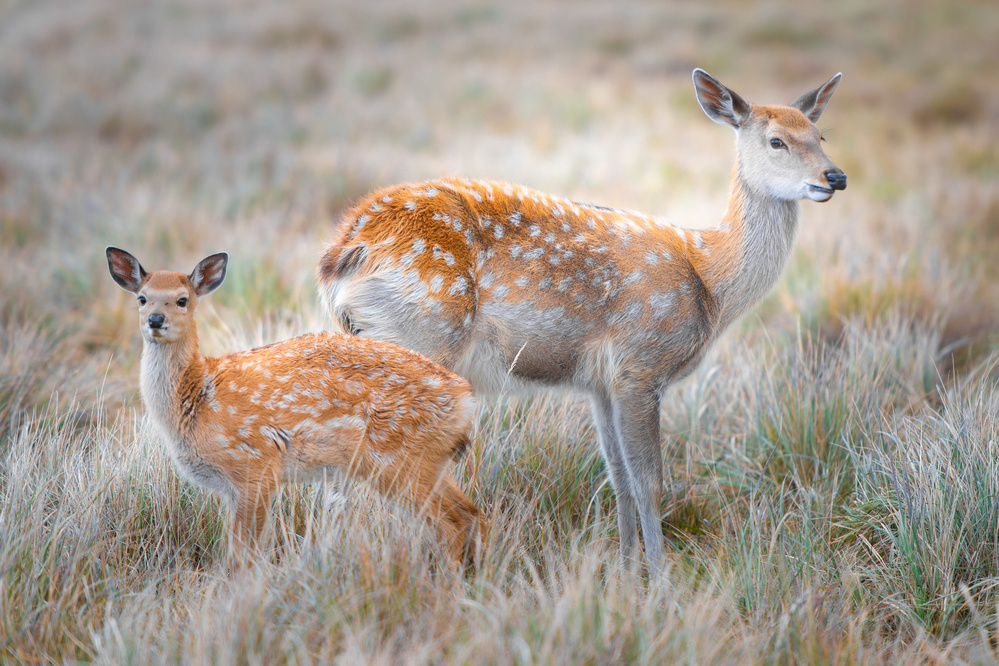 Sika deer von Simoon