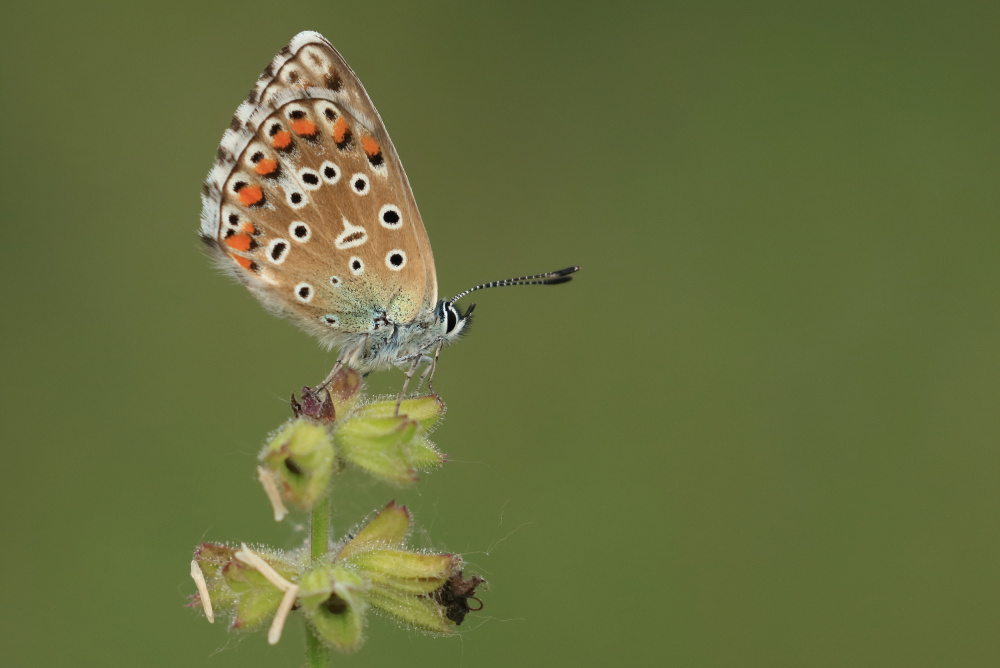 Adonis Blue von Simun Ascic