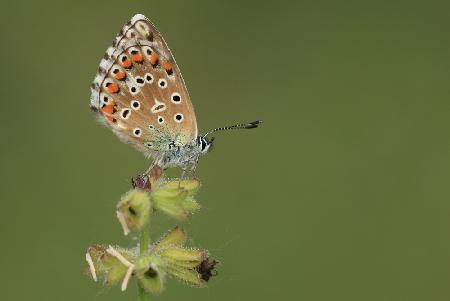 Adonis Blue