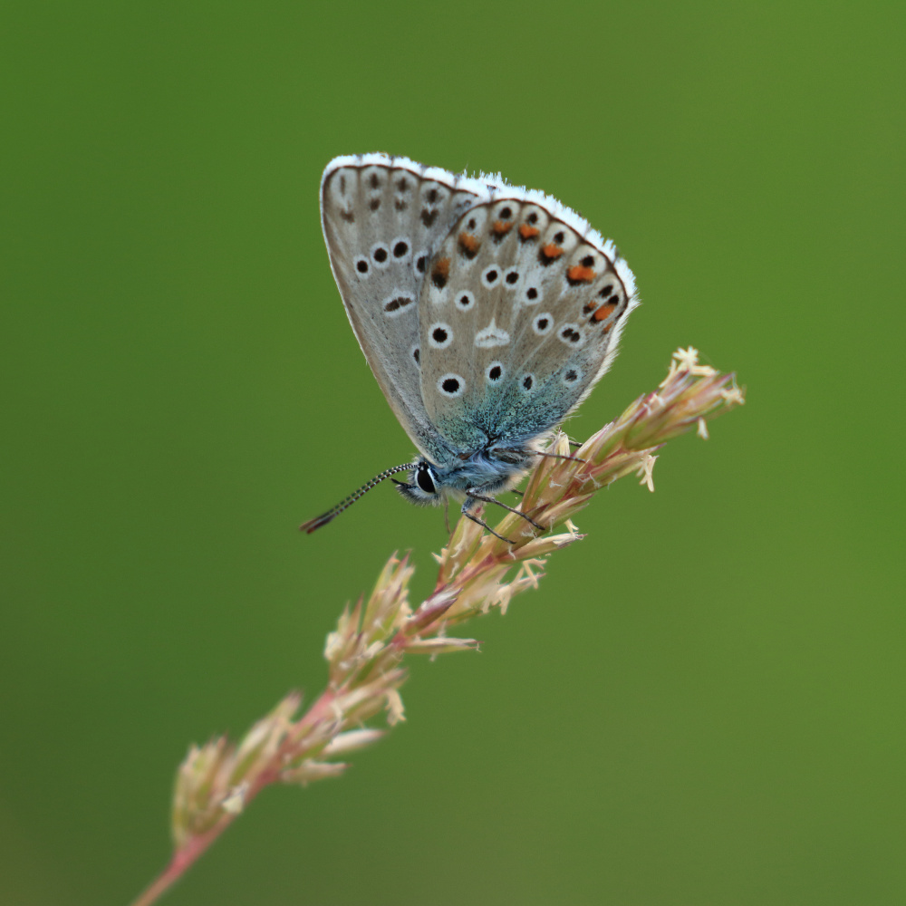 Adonis Blue von Simun Ascic