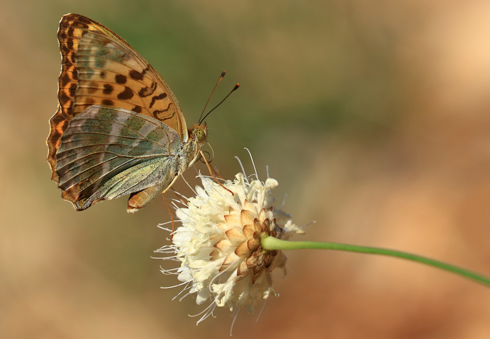 Argynnis paphia von Simun Ascic