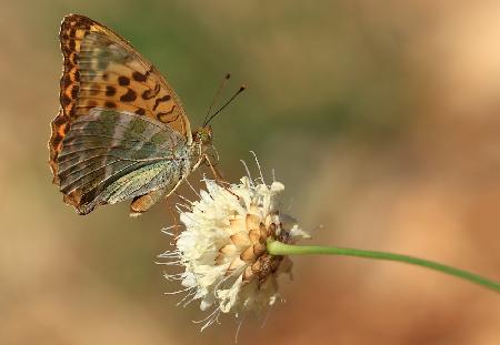 Argynnis paphia