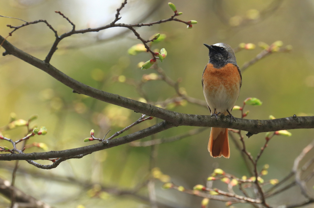 Common redstart von Simun Ascic