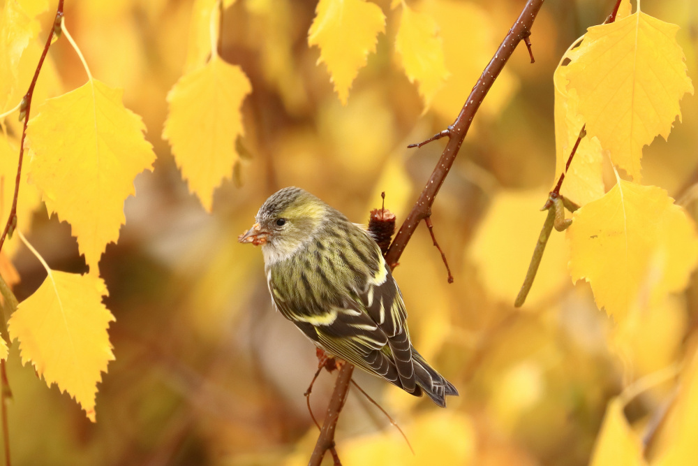 Golden leaves von Simun Ascic