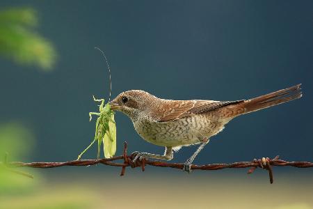 Green dinner