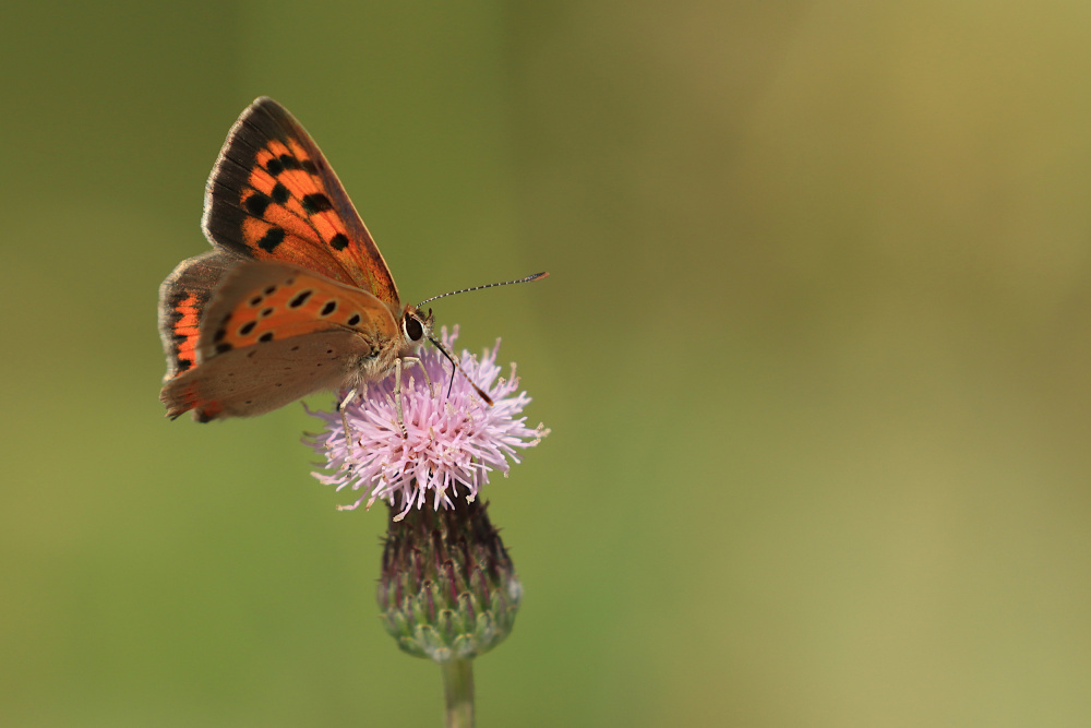 Small Copper von Simun Ascic