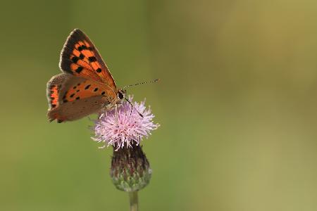 Small Copper