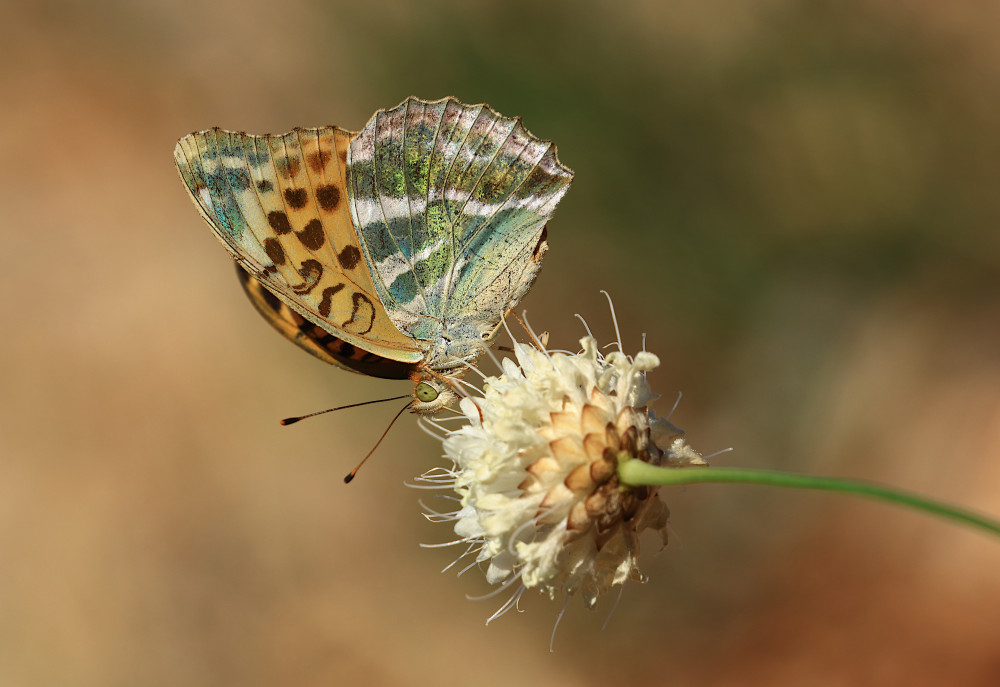 Silver-washed Fritillary von Simun Ascic